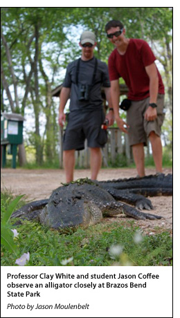 Professor Clay White and student Jason Coffee observe an alligator closely at Brazos Bend State Park