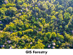 GIS drone's aerial view of forest