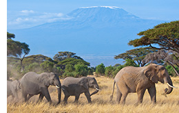 Study Abroad Program: Destination Tanzania