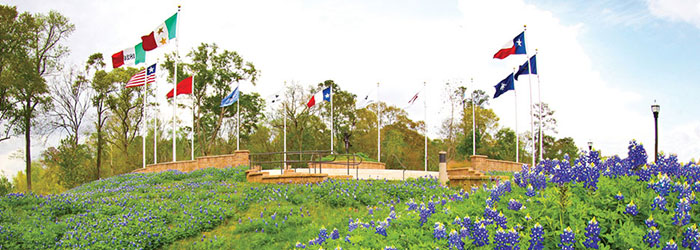 Photo of Bluebonnets