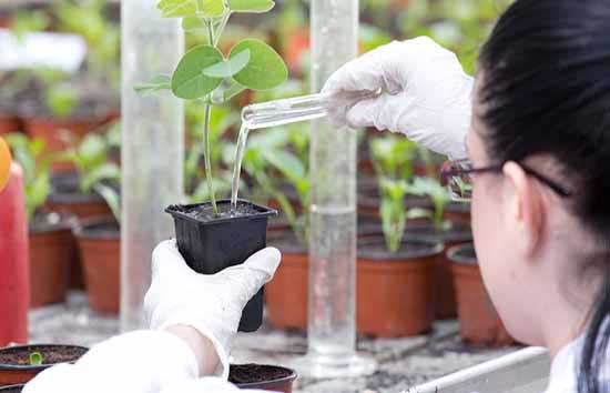 Women pours water from a test tube into a plant