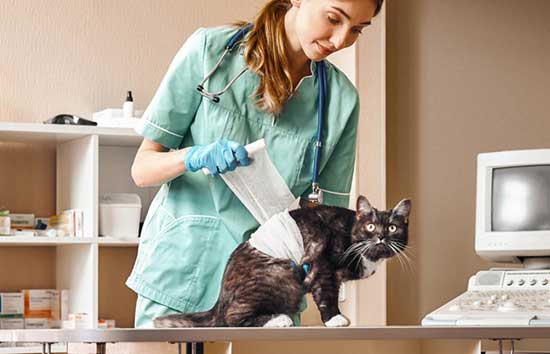 A vet putting a bandage on a cat
