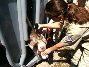 Veterinary technician college admission essay