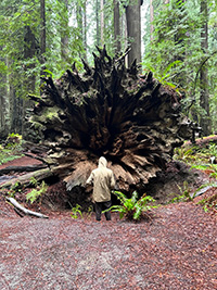 Photo of the roots of an upended sequoia tree