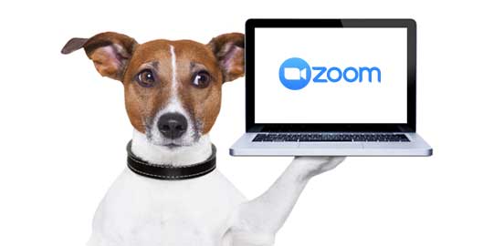 Zoom