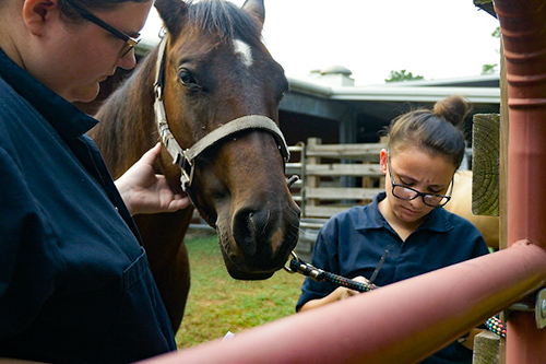 Photo of Tomball Students and a Horse