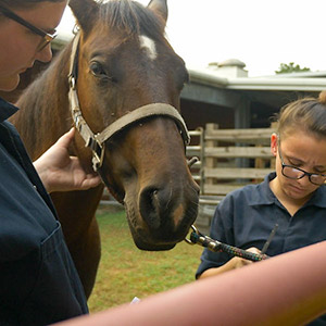 Veterinary Technology