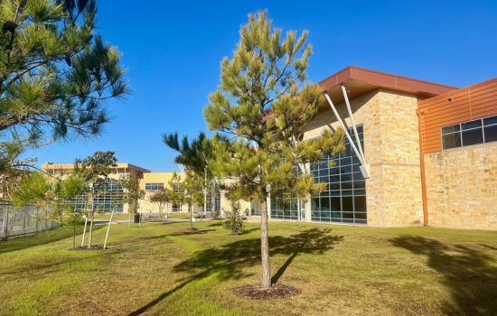 Building surrounded by trees