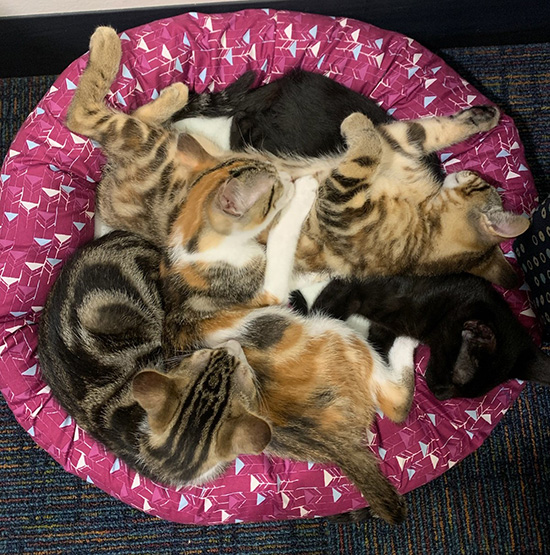 Celebrate Adopt-a- Cat month with cat-themed activities this June in the library.
