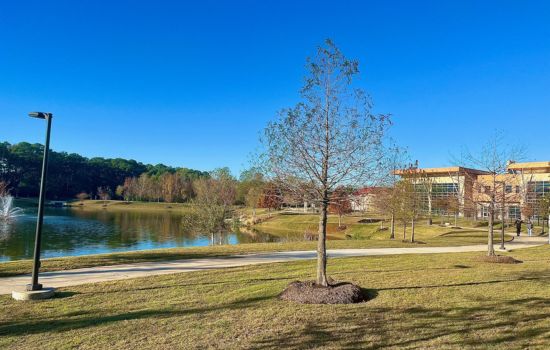 Pond with Walkway